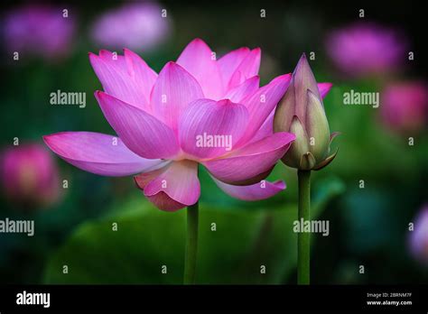 Lotus Flower Embraces Lotus Bud Stock Photo Alamy