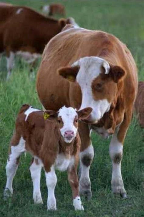 Give Thanks Inspiration Animals Baby Cows Cute Cows