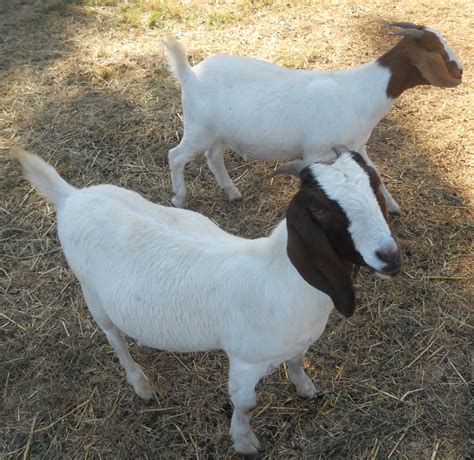 Different Breeds Of Goat What Breed Is Best For You