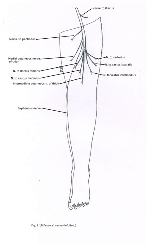 Front Of Thigh And Medial Side Of Thigh Myhumananatomy