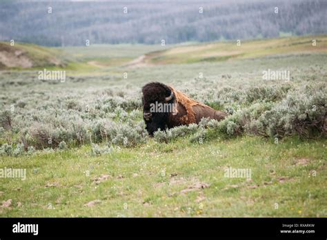 Bison Sitting On Grass Hi Res Stock Photography And Images Alamy