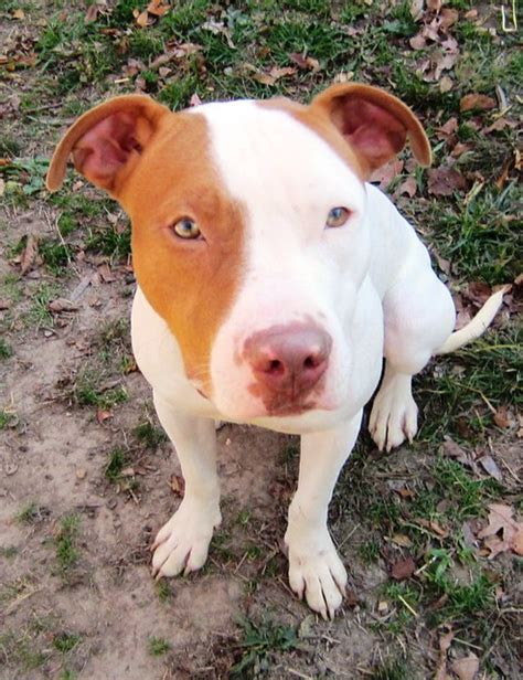 Male 1yrs 0 Months Whitebrown Pitbull Dog 229569 Avail 1 Flickr