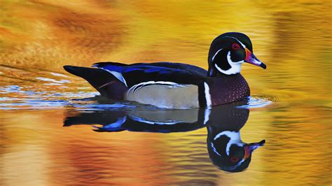 Colorful Wild Duck 1920 X 1080 Hdtv 1080p Wallpaper