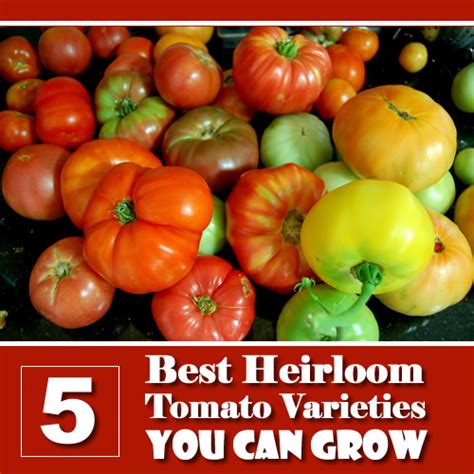 5 Best Heirloom Tomatoes You Can Grow