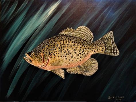 Black Crappie Original Acrylic Painting Fish Painting Fish Etsy