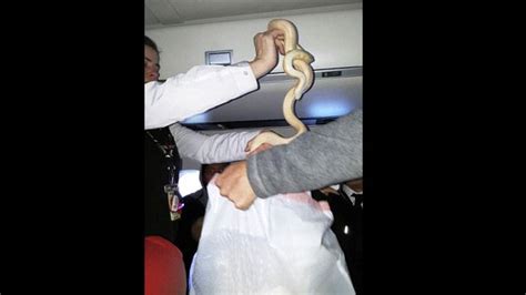 Snake On A Plane Passenger Leaves Reptile Behind After Alaska Flight