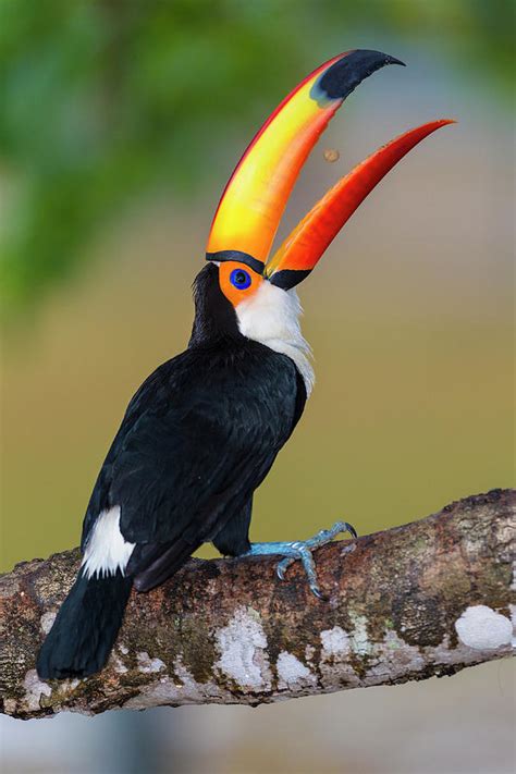 Toco Toucan Pictures