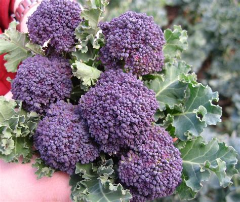 Broccoli Early Purple Sprouting 650 2g Seeds Viridis Hortus