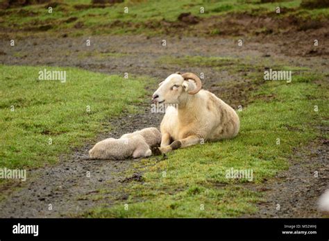 Wiltshire Horn Sheep Stock Photo Alamy