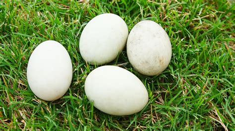 Hatching Mallard Duck Eggs Youtube