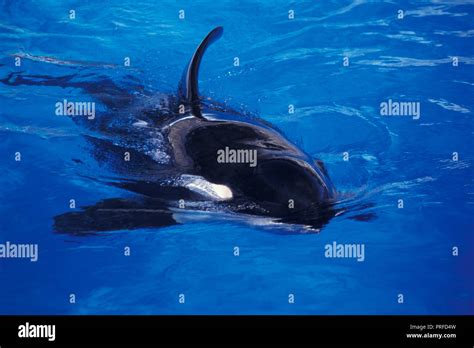 Not Killer Whale Or Orca Orcinus Orca Largest Species Of The Dolphin Family Stock Photo