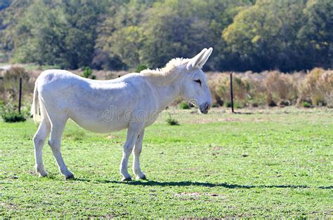 Nice Donkey Images Download 352 Royalty Free Photos Page 2