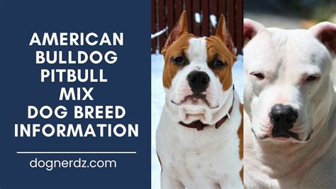 Know Your Facts The American Bulldog Pitbull Mix In 2023 Dog Nerdz