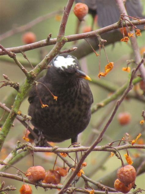 Male Blackbird With White Head Feathers Again Bad Light B Flickr