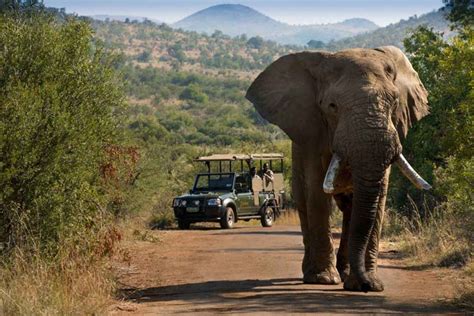 Pilanesberg Game Reserve Safari By Open Vehicle In Johannesburg My