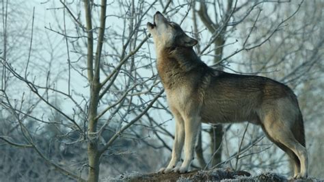 Wolves Call Of The Wild Comes In Different Dialects Cbc Radio