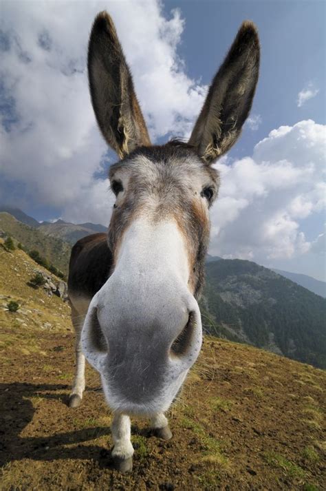 Funny Donkey By Marco Barone On 500px Cute Donkey
