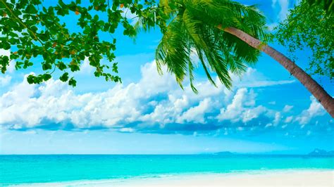 Скачать бесплатно широкоформатные обои Пляж с пальмами 1920x1080 на