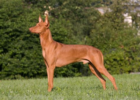 Pharaoh Hound Breed Profile Australian Dog Lover