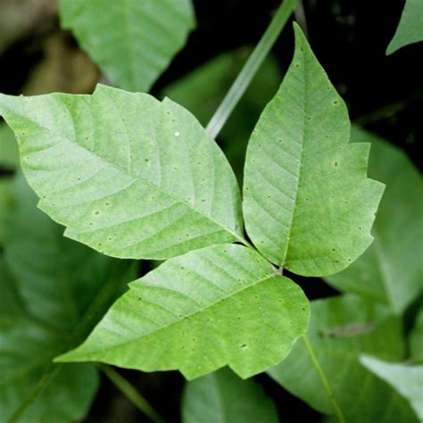 12 Invasive Plants That Might Be Hiding In Your Yard Global Recipe