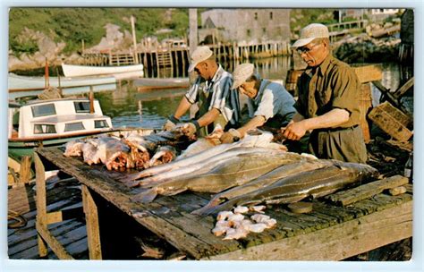 Terence Bay Nova Scotia Canada ~ Fishermen Cleaning Catch C1960s