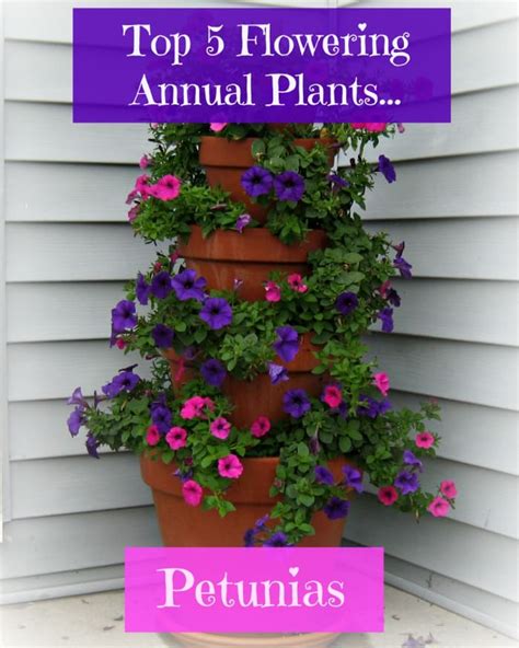 The Best Annual Flowering Plants For Your Garden Hubpages