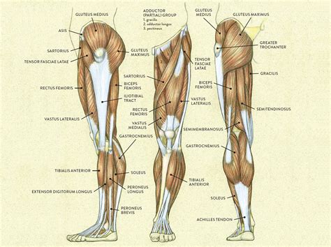 Leg Muscle Diagram Labeled