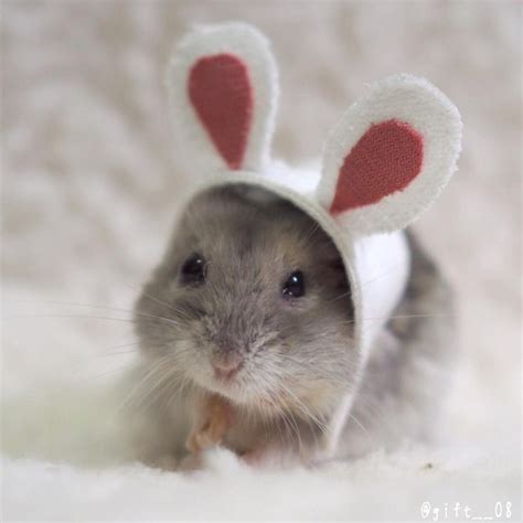 Pin By Justyna Domańska On Chomik Cute Hamsters Cute Funny Animals Cute Animal Memes