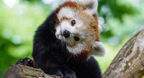12 Ways Red Pandas Are Unique And Cute