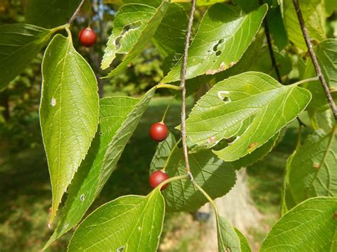 Tips for planting & caring for celtis occidentalis. American Hackberry - Celtis occidentalis | The Arboretum