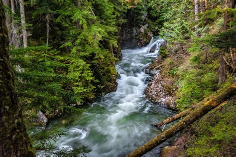 Forest Stream Wallpapers Top Free Forest Stream Backgrounds Wallpaperaccess
