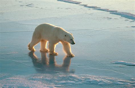 Polar Bear Ursus Maritimus Photograph By Dan Guravich Fine Art America