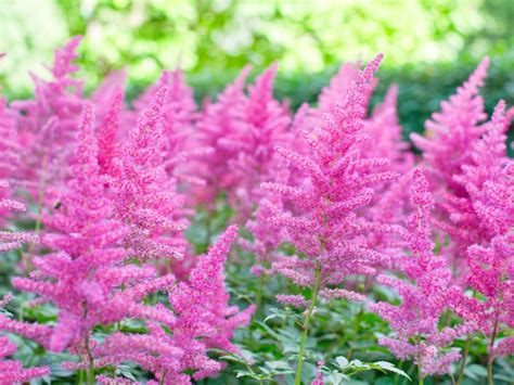 Astilbe Plant Information How To Grow And Care For Astilbe Flowers