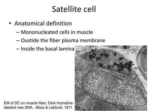 Ppt Satellite Cells Powerpoint Presentation Free Download Id1807024