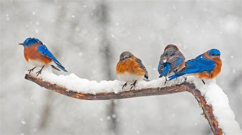 Eastern Bluebirds In Charlotte North Carolina Bing Wallpaper Gallery