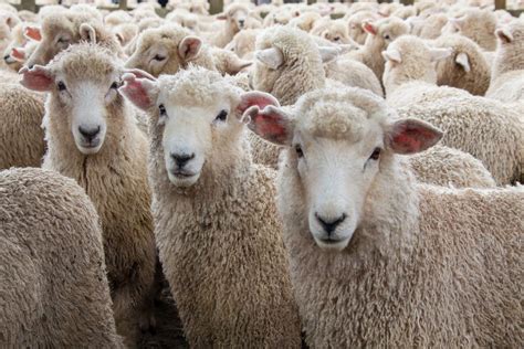 The Violent Sheep Wool Shearing Process The Statesman