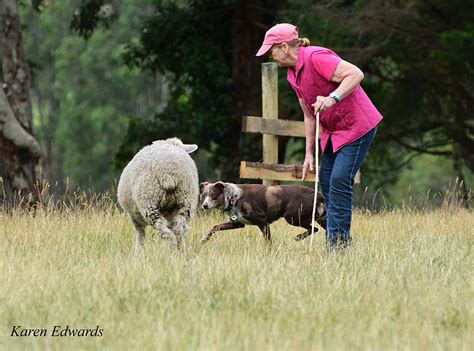 How Are Herding Dogs Trained