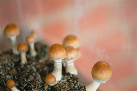 Illicit Drug Capital Of The World Denver Votes To Decriminalize Magic Mushrooms