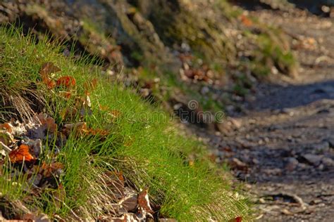 Grass With Dry Brown Leaves Along A Forest Path Stock Photo Image Of