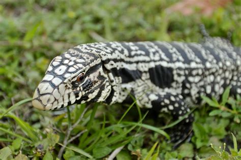 Exotic Lizards Creep Into Georgia Dont Expect Southern Hospitality