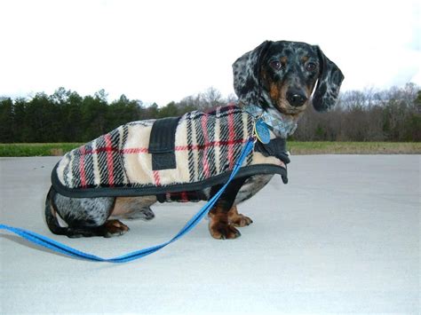 10 Winter Coats That Fit Dachshunds Dachshund Clothes Dog Coats