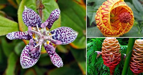 We did not find results for: Las 15 flores más exóticas del mundo | Flores, Plantas con flores y Plantas jardin