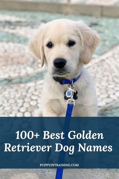 100 Golden Retriever Dog Names What Should You Name Your Puppy In