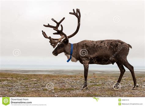 Reindeer Stock Photos Image 33867513