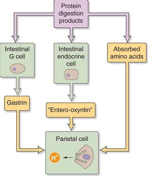 Gastric Function The Gastrointestinal System Medical Physiology 2e