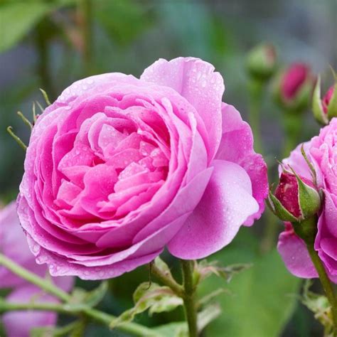 Top 10 Amazing Most Fragrant Roses Storytimes