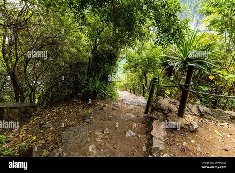 The Jungle And Rainforest Of Vietnam Stock Photo Alamy