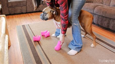 Diy Dog Boots How To Make Them Without Sewing Youtube