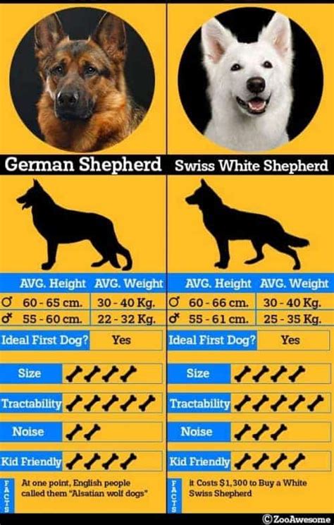 White Swiss Shepherd Vs German Shepherd Spot The Difference Zooawesome