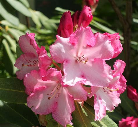 The Beautiful Rhododendron Washingtons State Flower Cats And Trails